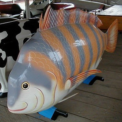 colcofstripefish_.jpg colcofstripefish_.jpg
